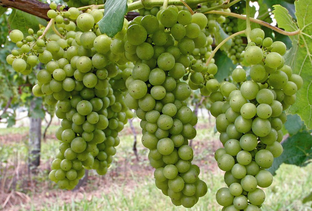Wine Varietal Series: Sauvignon Blanc